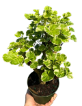 Balfour Stump Variegated 